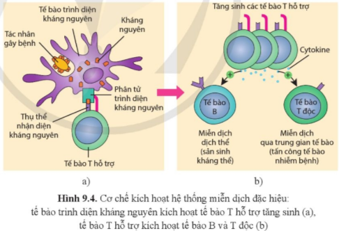 Lý thuyết Miễn dịch ở động vật và người Sinh học 11 Cánh diều SGK