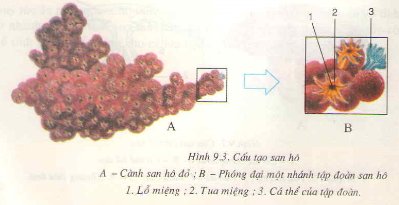 Chương I: Ngành ruột khoang – Đa dạng của ngành ruột khoang – Hướng dẫn giải bài tập Sinh học 7 trang 35