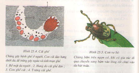 Chương V : Ngành chân khớp – Nhện và sự đa dạng của lớp hình nhện – Hướng dẫn giải bài tập SGK Sinh học 7 trang 85