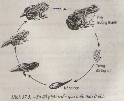 Kết quả hình ảnh cho sơ đồ phát triển của con ếch