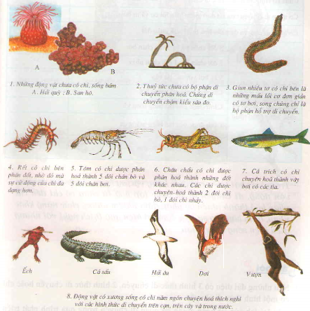Chương VII: Sự tiến hóa của động vật – Môi trường sống và sự vận động di chuyển – Hướng dẫn giải bài tập Sinh học lớp 7 trang 164
