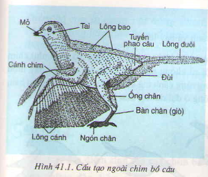 Chương VI : Ngành động vật có xương sống – Chim bồ câu – Hướng dẫn giải bài tập SGK Sinh học 7 trang 137
