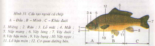 Chương VI : Ngành động vật có xương sống – Cá chép – Hướng dẫn giải bài tập SGK Sinh học 7 trang 104