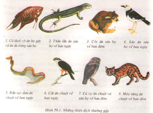 Chương VIII : Động vật và đời sống con người – Biện pháp đấu tranh sinh học – Hướng dẫn giải bài tập Sinh học lớp 7 trang 195