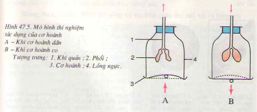 Kết quả hình ảnh cho hình 47.5 sgk sinh 7 trang 155