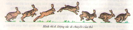 Chương VI : Ngành động vật có xương sống – Thỏ