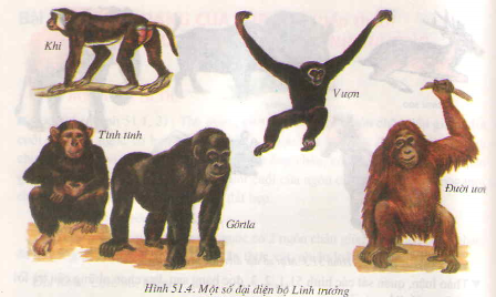 Chương VI : Ngành động vật có xương sống – Đa dạng của lớp thú, bộ móng guốc và bộ linh trưởng – Hướng dẫn giải bài tập SGK Sinh học 7 trang 169