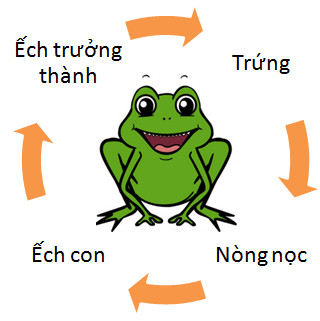 Chu trình sinh sản của ếch \