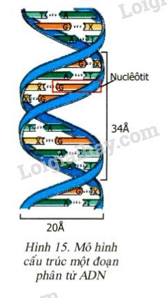 Hình ảnh dưới đây cho biết mô hình cấu trúc ADN do J Watson và C Crick  công bố năm 1953 Hãy quan sát h