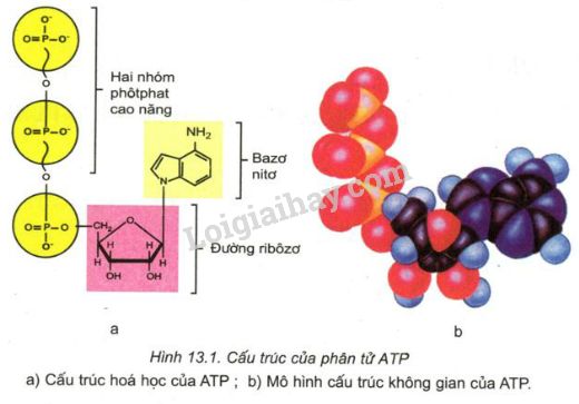 Tổng hợp 81 hình về mô hình phân tử co2  daotaonec
