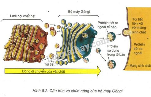 Quá trình sinh tổng hợp protein  Trang thông tin di truyền học