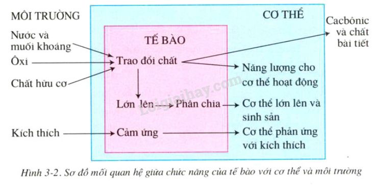 Chức Năng Của Tế Bào Trong Cơ Thể