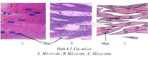 Quan sát hình 4-3 hãy cho biết: Hình dạng, cấu tạo tế bào cơ vân và tế bào cơ  tim giống nhau và khác nhau ở những điểm nào? Tế bào cơ