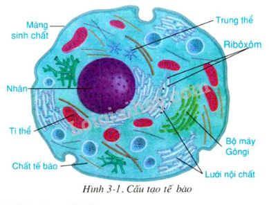 Tổn thương tế bào Những điều cần biết  Vinmec
