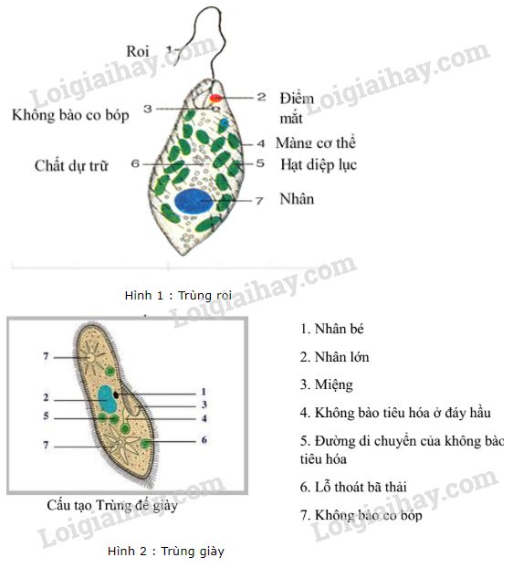 Bài 1  Vẽ mô hình cấu tạo trùng roi và trùng đế giày Bài 2 Lập bảng so  sánh về cấu tạo nơi sống hình dạng và hình thức di chuyển
