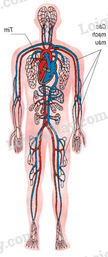 Động mạch là gì Cấu tạo và chức năng của hệ thống động mạch