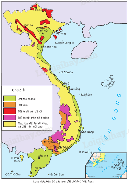 Bạn là học sinh lớp 8 và đang quan tâm đến môn địa lý? Đừng bỏ qua bức tranh tuyệt vời này, nơi bạn sẽ tìm hiểu rõ hơn về các yếu tố địa lí của Việt Nam, từ địa hình đến khí hậu và các phân vùng.
