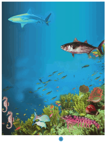 Bài 29: Một số loài vật sống dưới nước | Tự nhiên và Xã hội lớp 2