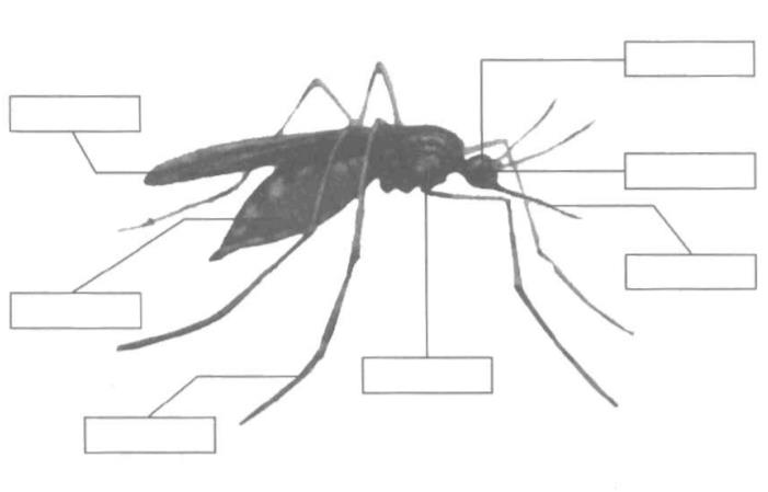 Bài 28: Con Muỗi Trang 31 | Vbt Tự Nhiên Và Xã Hội 1