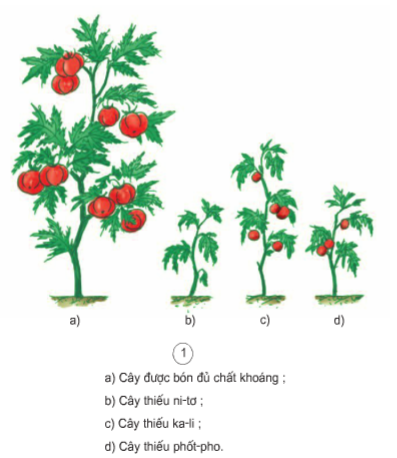 Có các bước vẽ cây cà chua đơn giản nào không?