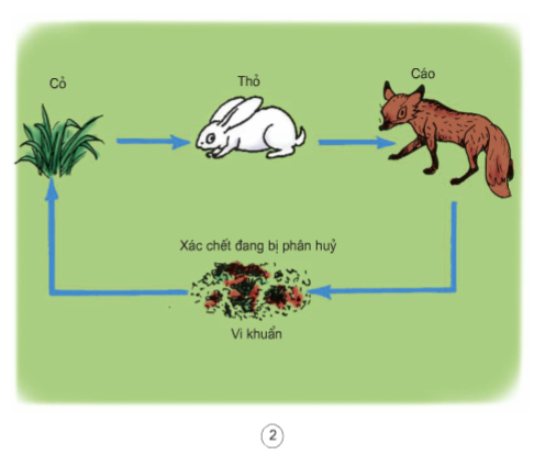 Hướng dẫn cách vẽ sơ đồ chuỗi thức ăn từ các loài vật cho học sinh