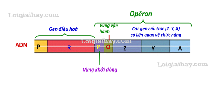 cấu trúc của operon bao gồm những thành phần nào