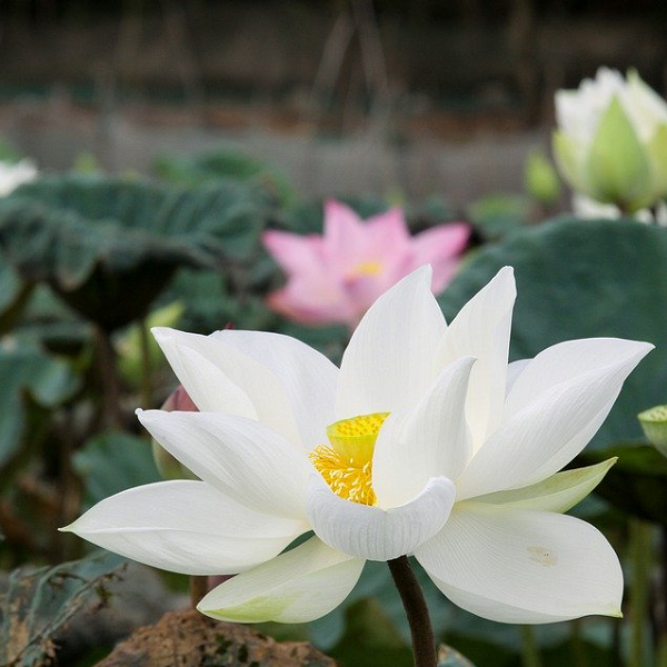 Hình ảnh hoa sen kèm theo bài ca dao, thật sự là một cách thưởng thức mang đậm nét truyền thống của Việt Nam. Xem thêm để cảm nhận vẻ đẹp và ý nghĩa sâu sắc của hoa sen trong văn hóa dân gian.