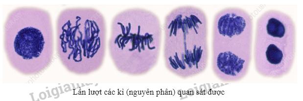 Các bạn ơi giúp mk vs gấp Vẽ hình minh hoạ kì của quá trình nguyên phân ở  tế bào có 2n6  Hoc24