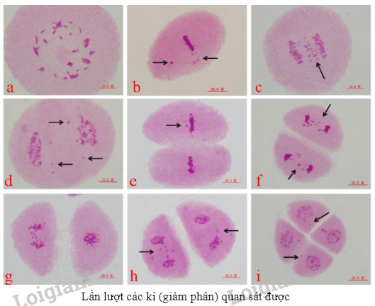 Giải SGK Sinh học 10 Bài 15 Cánh diều Thực hành làm tiêu bản nhiễm sắc  thể để quan sát quá trình nguyên phân giảm phân ở tế bào thực vật dộng