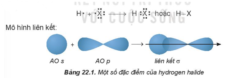 Cấu trúc phân tử HX