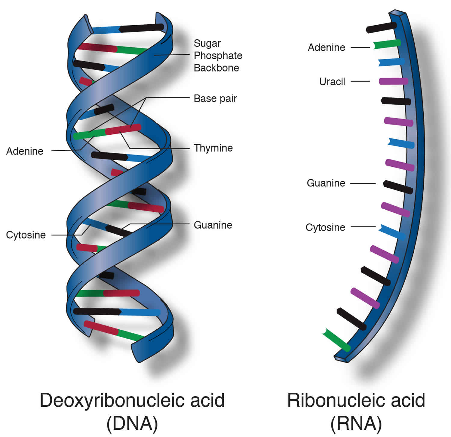 Kh i Ni m Nucleic Acid Vai Tr C a Nucleic Acid