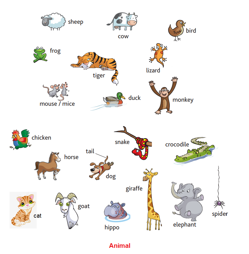 Animals - Luyện thi Starters theo chủ đề từ vựng | Chứng chỉ Cambridge Pre  A1 Starters