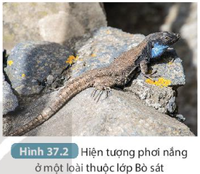 A lizard on a rockDescription automatically generated with medium confidence