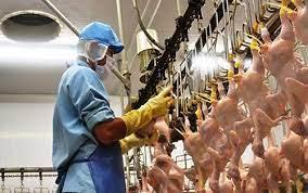 Nâng cao giá trị xuất khẩu sản phẩm chăn nuôi - Báo Nhân Dân