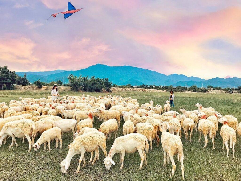 Mê mẩn trước vẻ đẹp của đồng cừu An Hòa tại Ninh Thuận - Thông tin