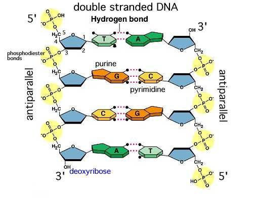 Do the hydrogen bonds in DNA break in water? - Quora
