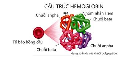 Hemogolobin và các bệnh liên quan