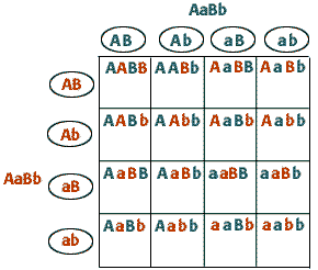 In a dihybrid cross, AaBb x AaBb, what fraction of the offspring will be  homozygous for both recessive traits? | Socratic