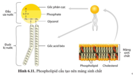 Dựa vào hình 6.11, cho biết đặc điểm cấu tạo nào của phospholipid phù hợp với chức năng của màng sinh chất.   (ảnh 1)