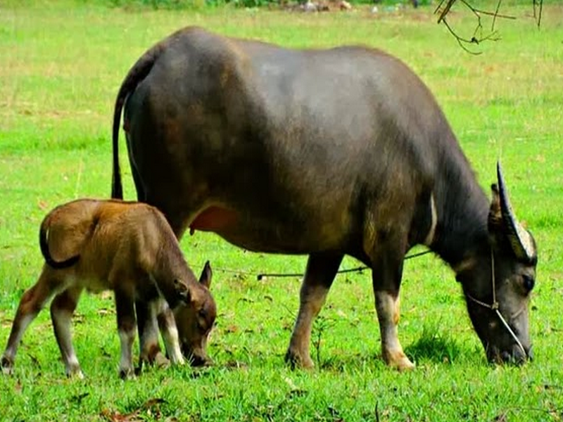 Trâu bảy năm còn nhớ chuồng - Gõ Tiếng Việt