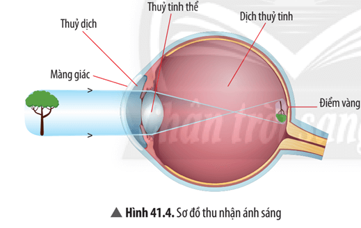 quan sát hình 41.4, trình bày quá trình thu nhận ánh sáng diễn ra ở mắt