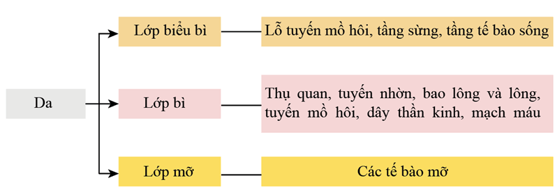 Xác định các thành phần cấu tạo của da theo sơ đồ gợi ý sau: