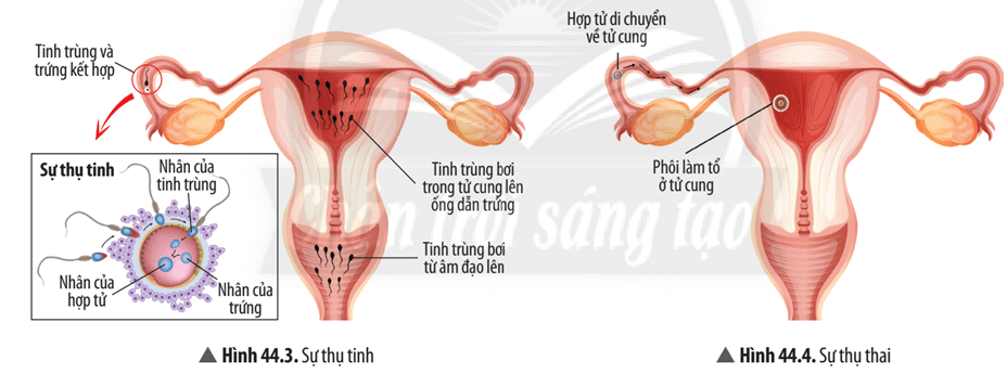 Quan sát Hình 44.3 và 44.4, hãy phân biệt thụ tinh và thụ thai