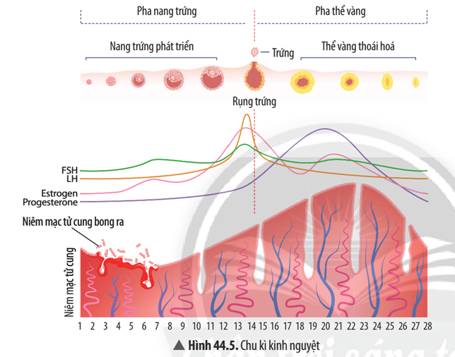 Dựa vào Hình 44.5, cho biết nếu sử dụng thuốc tránh thai