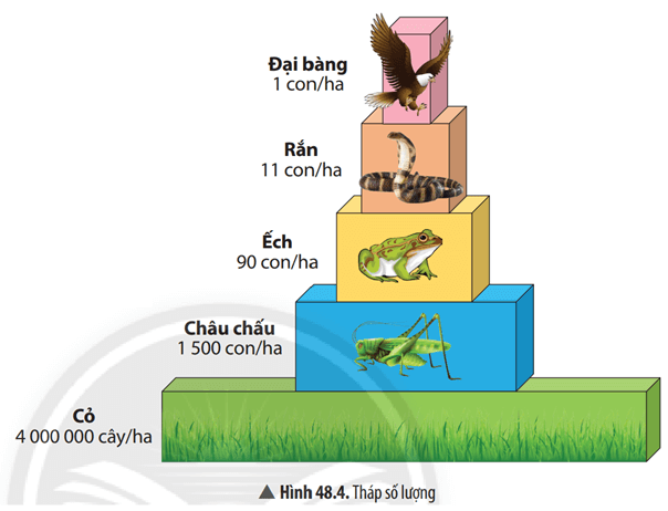 Quan sát Hình 48.4, em hãy cho biết cách để xây dựng một tháp sinh thái