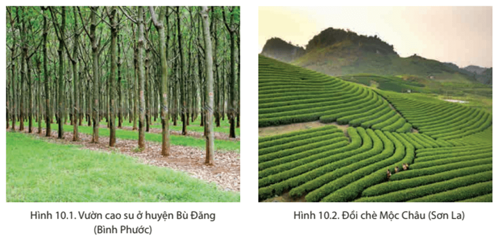 Dựa vào hình 10.1, hình 10.2 và các thông tin trong bài, em hãy phân tích những ảnh hưởng của khí hậu