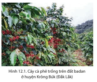 Dựa vào hình 12.1 và thông tin trong bài em hãy phân tích Giá trị sử dụng của đất feralit