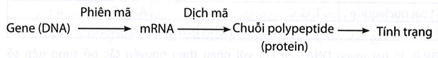 Thể hiện mối quan hệ giữa gene (DNA) và tính trạng thông qua sơ đồ trang 107 Sách bài tập KHTN 9