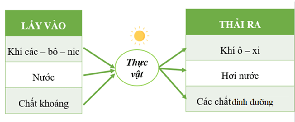 Khoa học lớp 4 Chân trời sáng tạo Bài 15: Thực vật cần gì để sống và phát triển ()