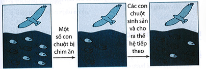 Vận dụng kiến thức đã học, giải thích tại sao số lượng những con chuột có màu lông đen